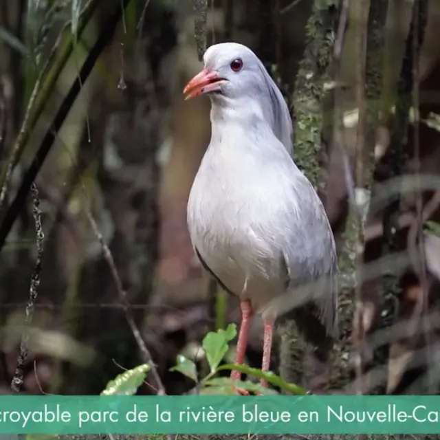 La parc de la Riviere Bleue abrite une vaste population de cagous