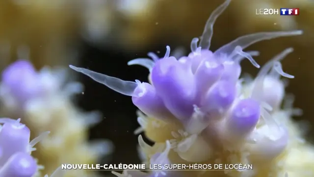 Nouvelle-Calédonie : « Les super-héros de l'océan » au 20 heures de TF1