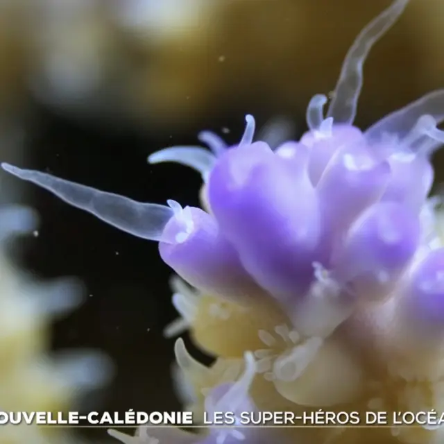 Nouvelle-Calédonie : « Les super-héros de l'océan » au 20 heures de TF1