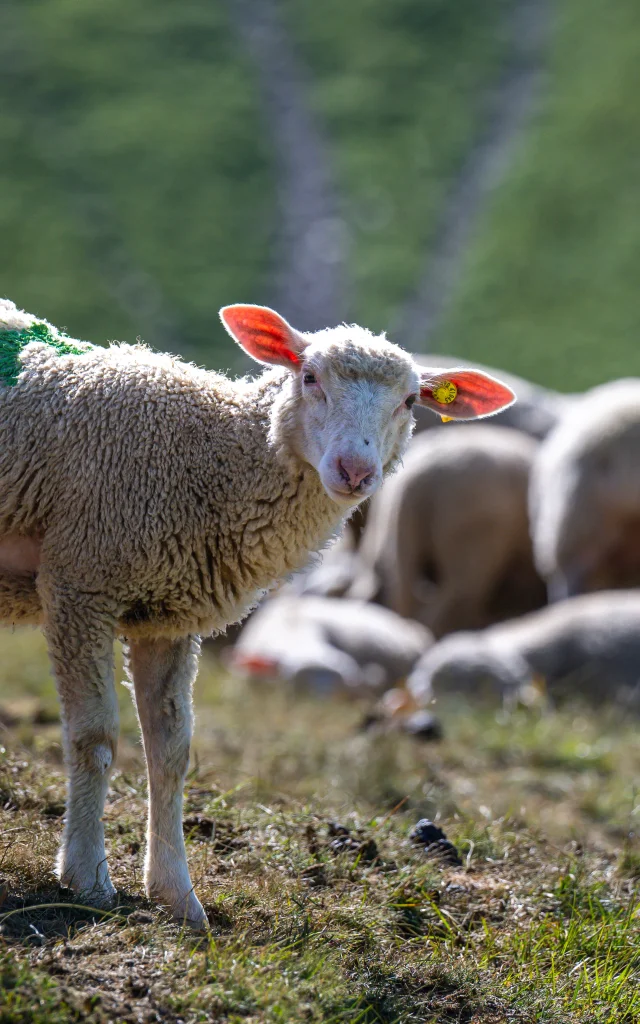 Lambs at Orcières