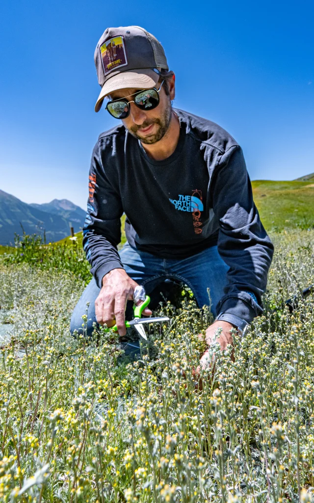 Genepi picking