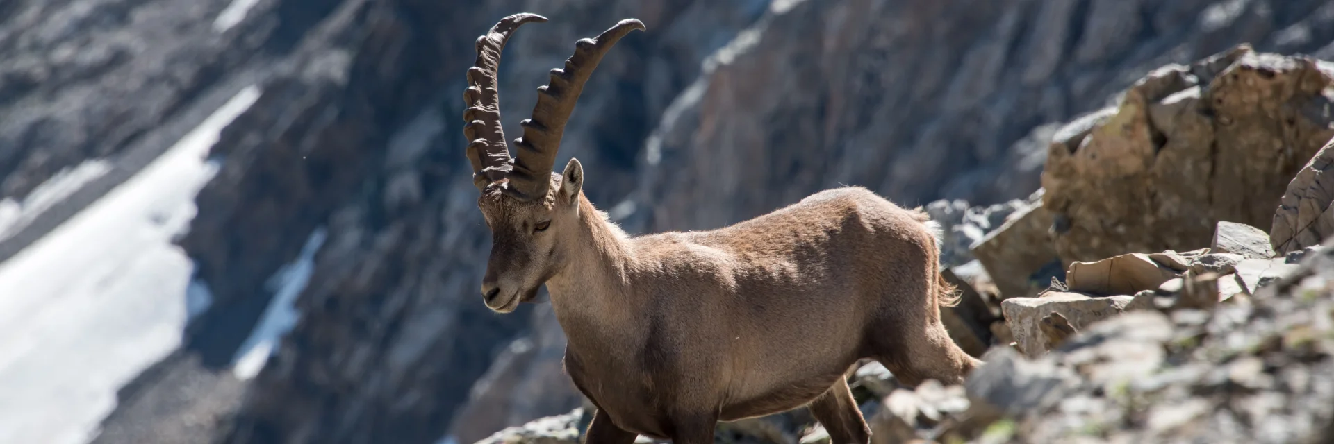 Ibex in the Ecrins National Park