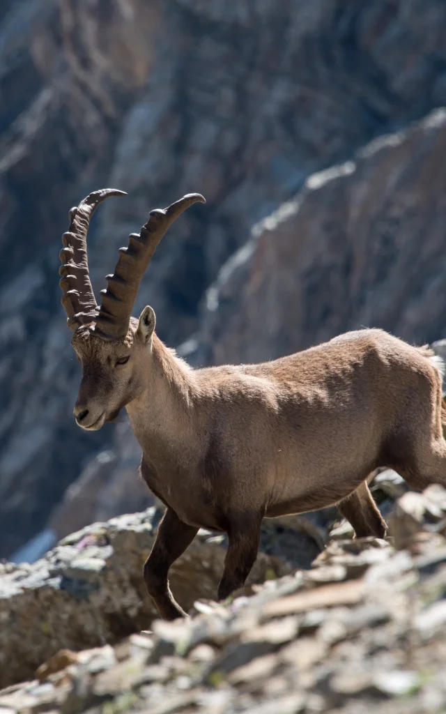 Steenbokken in het Parc National des Ecrins
