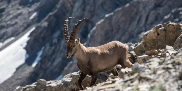 Ibex in the Ecrins National Park