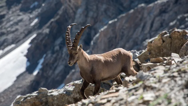 Steenbokken in het Parc National des Ecrins