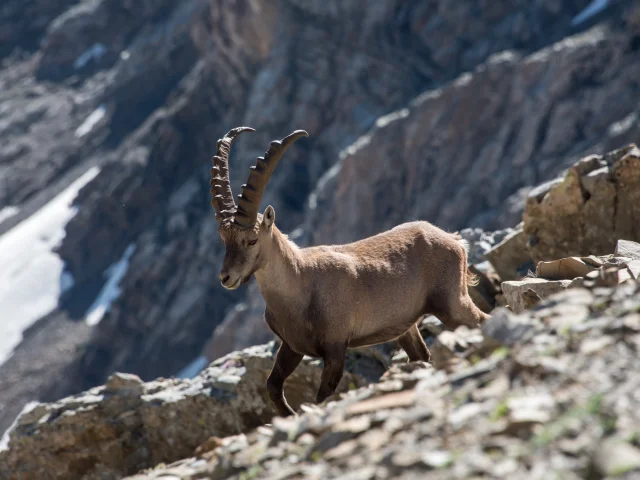 Ibex in the Ecrins National Park
