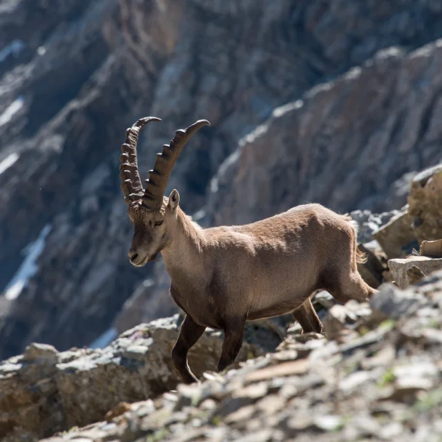 Ibex in the Ecrins National Park