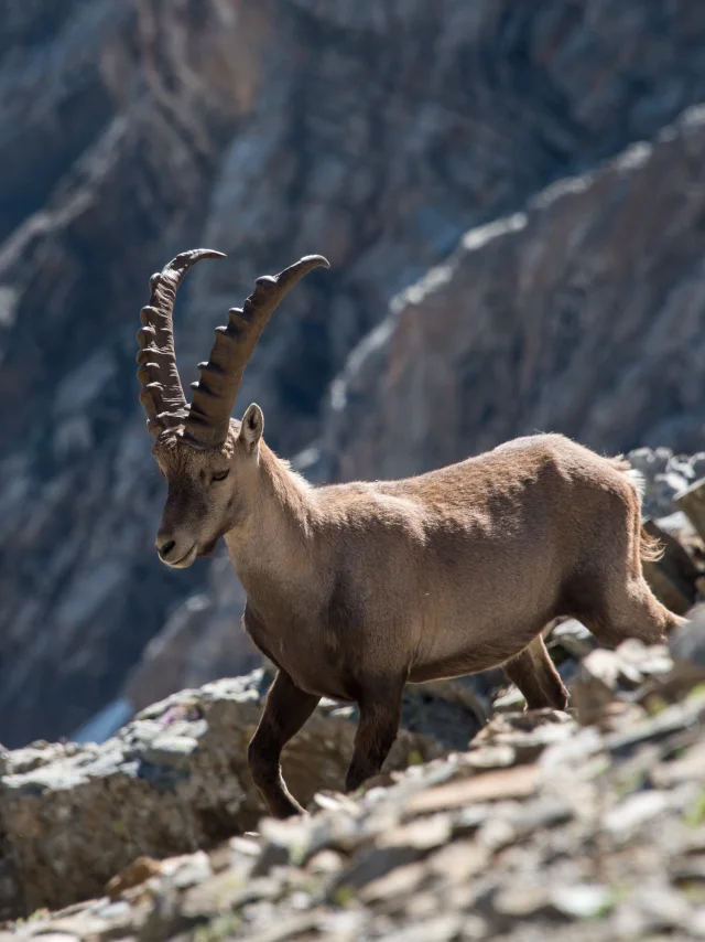 Ibex in the Ecrins National Park