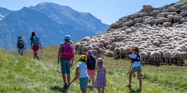 Randonneurs et troupeau