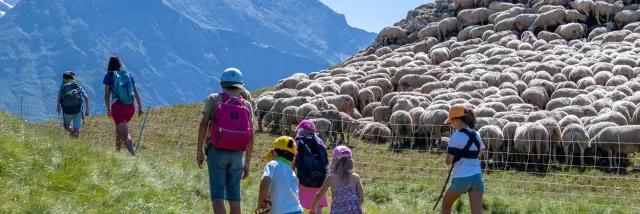 Randonneurs et troupeau