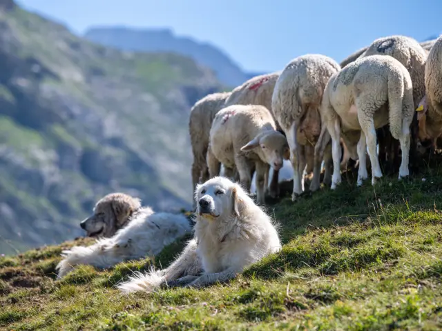 Chien de protection de troupeau