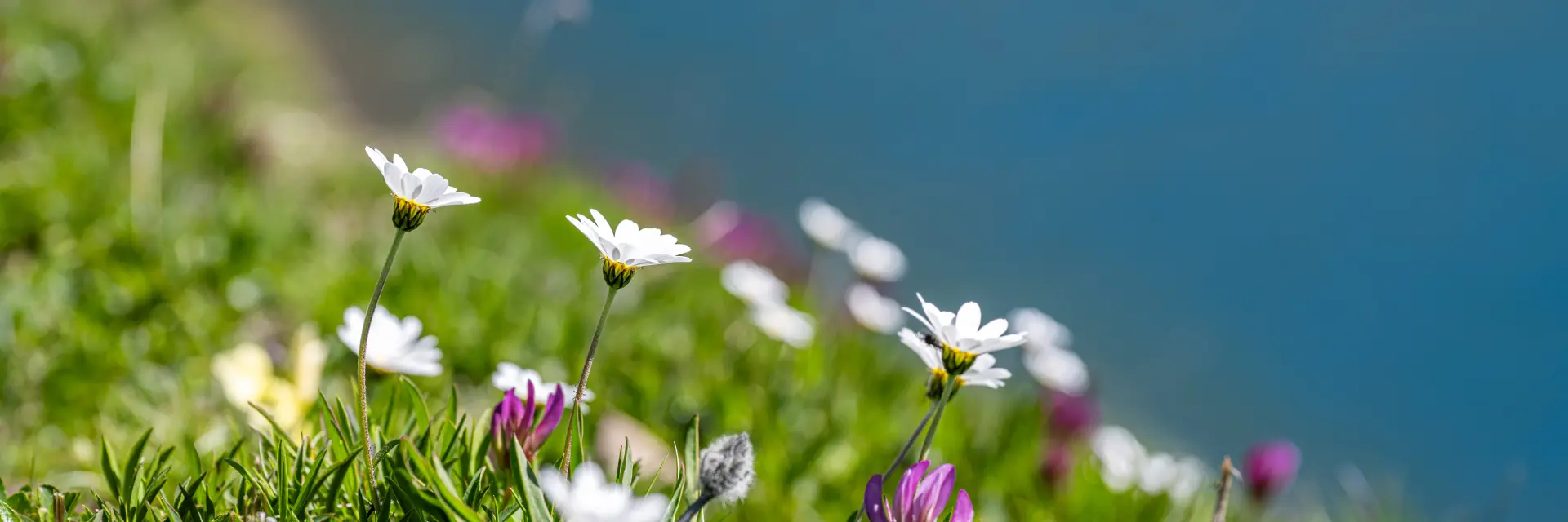 Flore d'altitude
