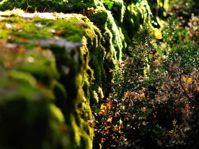 Muret Causse©otvd C.ory.2398