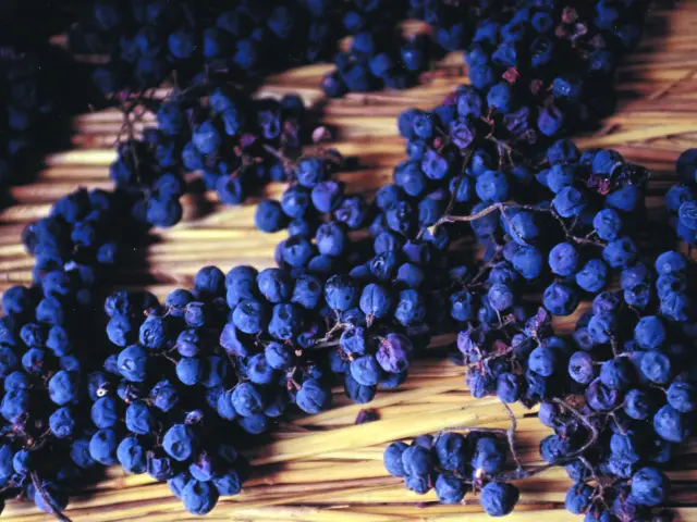 Sechage Vin Paillé © Syndicat Viticole Du Vin Paillé De La Corrèze Corrèze Tourisme