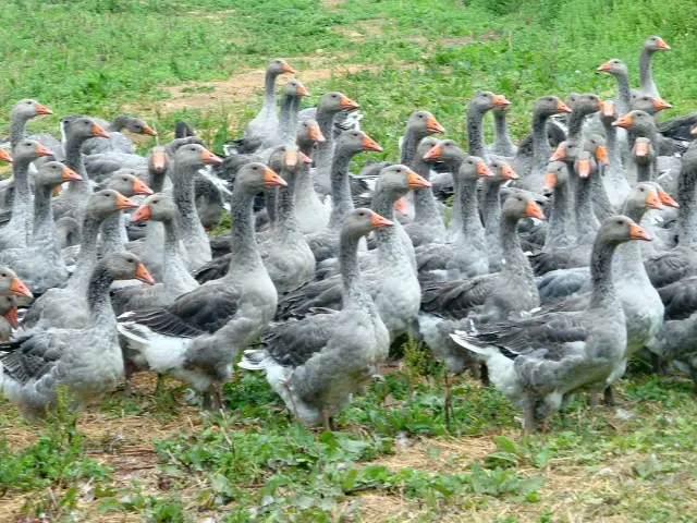 Copie De Dsc01095 Oies La Prade