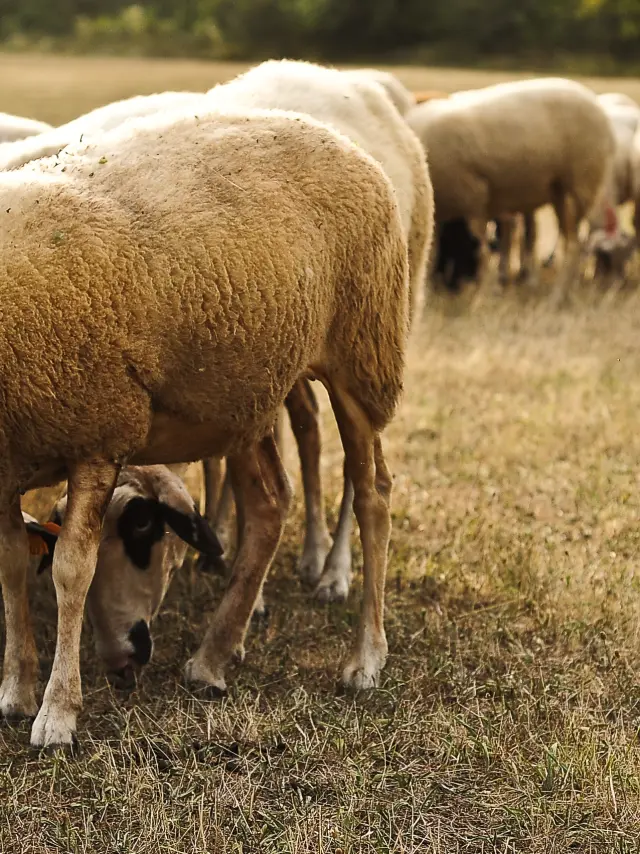 Moutons 759©otvd Cochise Ory