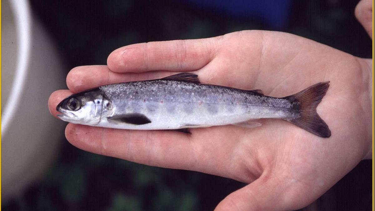 Découvrez le Saumon Atlantique