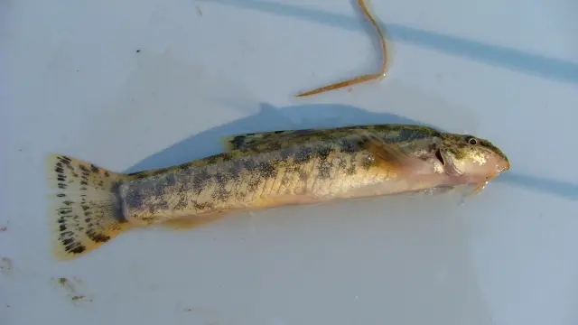 1524862562 1254899837.jpg