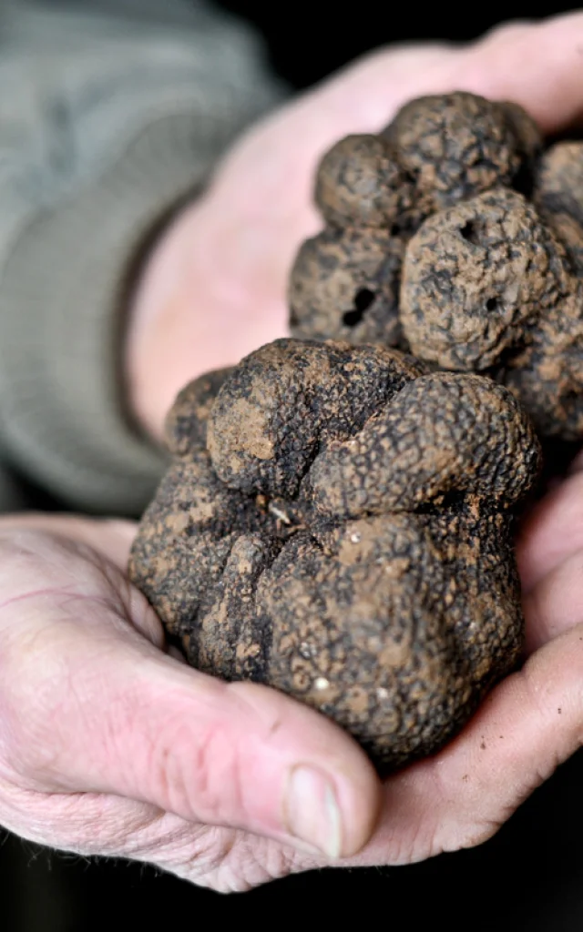 2013 01 06 Truffes Boris St Laurent Les Tourscotvd Cochise Ory4069.jpg