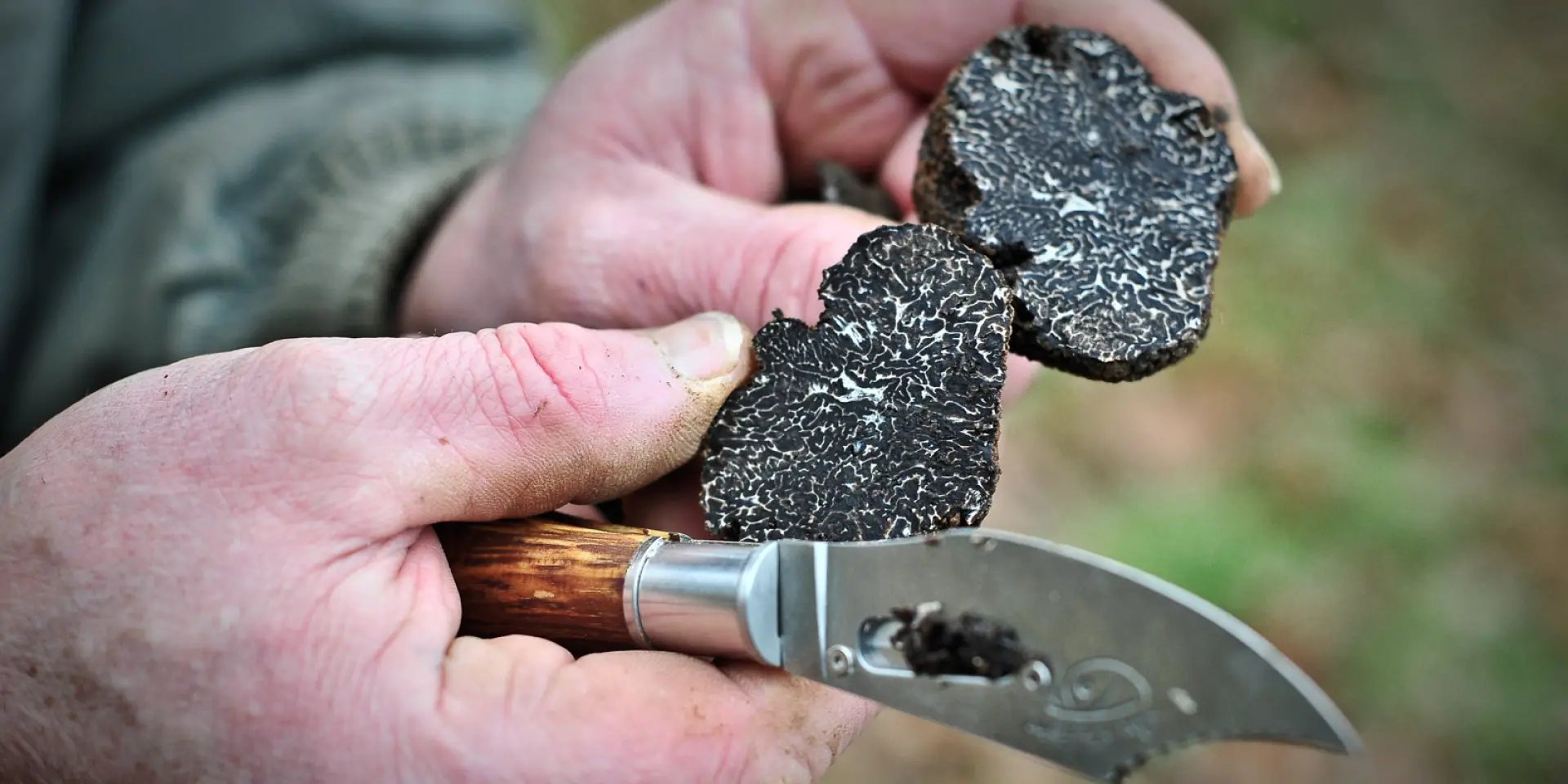 2013 01 06 Truffes Boris St Laurent Les Tourscotvd Cochise Ory4127.jpg