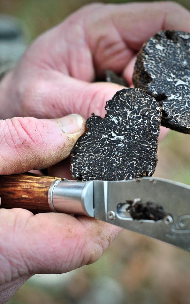 2013 01 06 Truffes Boris St Laurent Les Tourscotvd Cochise Ory4127.jpg