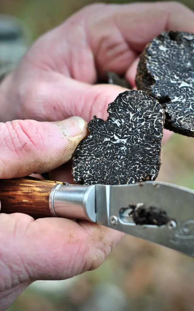 2013 01 06 Truffes Boris St Laurent Les Tourscotvd Cochise Ory4127.jpg