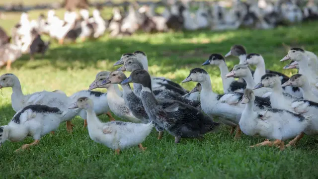 351 Ferme Des Campagnes.jpg