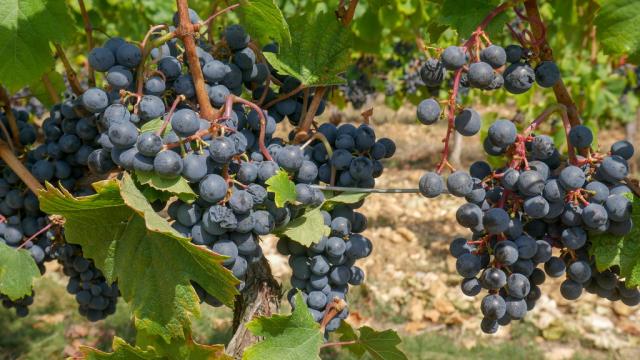 bientot_l_heure_des_vendanges_lot_tourisme_-_c._seguy_180917-130209_1024x769.jpg
