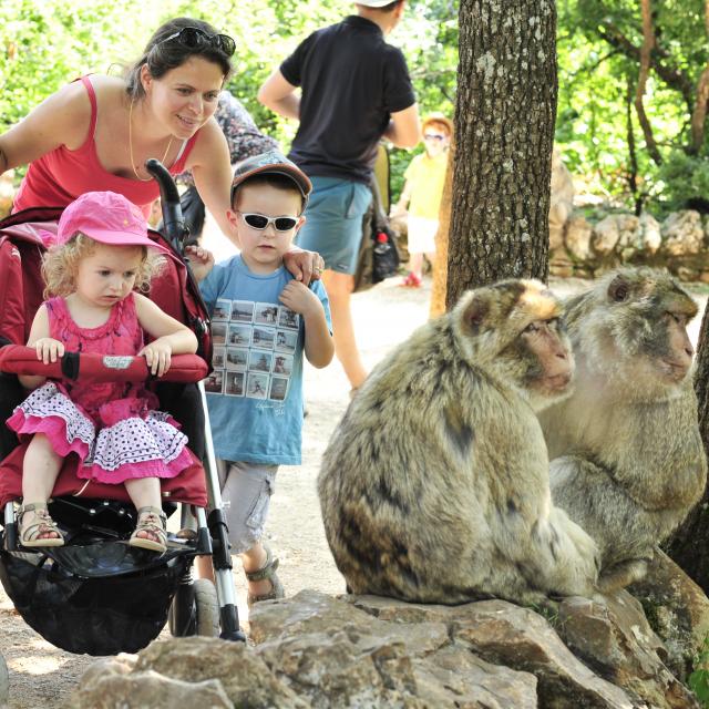 Campgb En Famille Avec Les Singes Rocamadour Otvd Ory4591.jpg