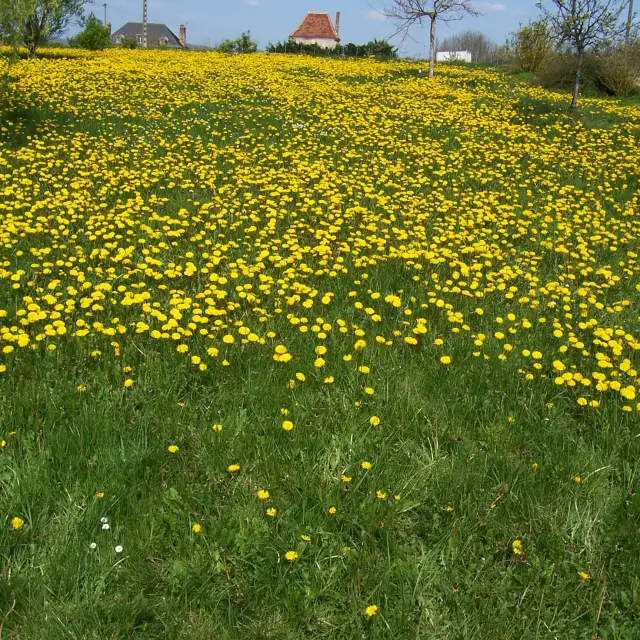 Champs De Pissenlits.jpg