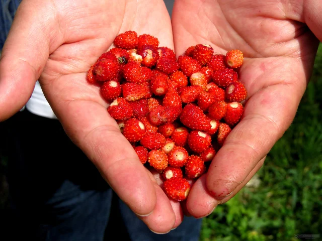 Coeur de fraises