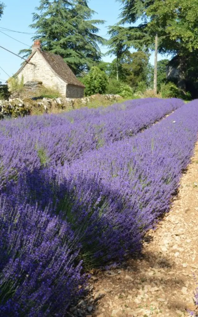 Dsc 0064 1024x681.jpg