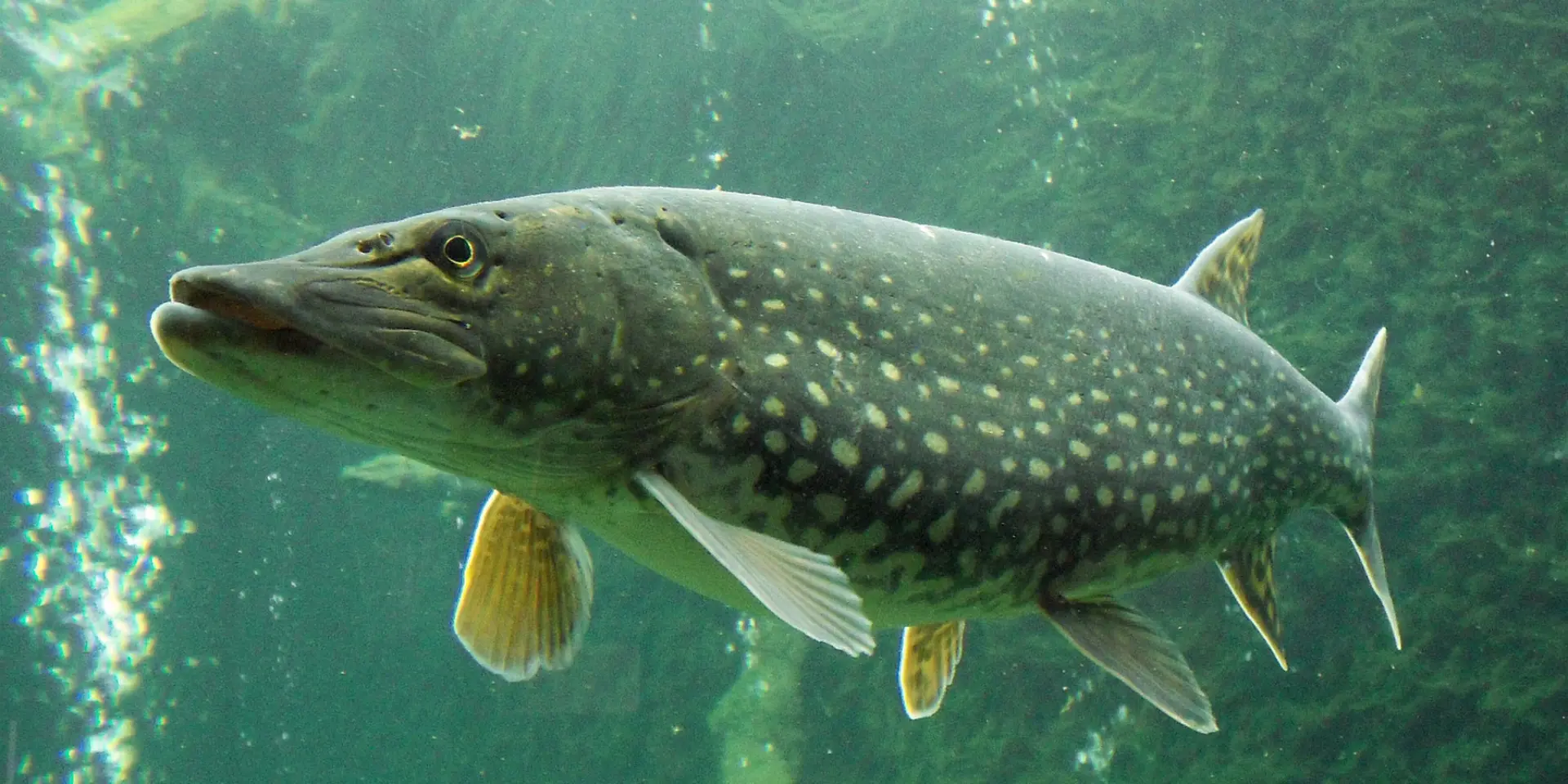 SAMSUNG DIGITAL CAMERA