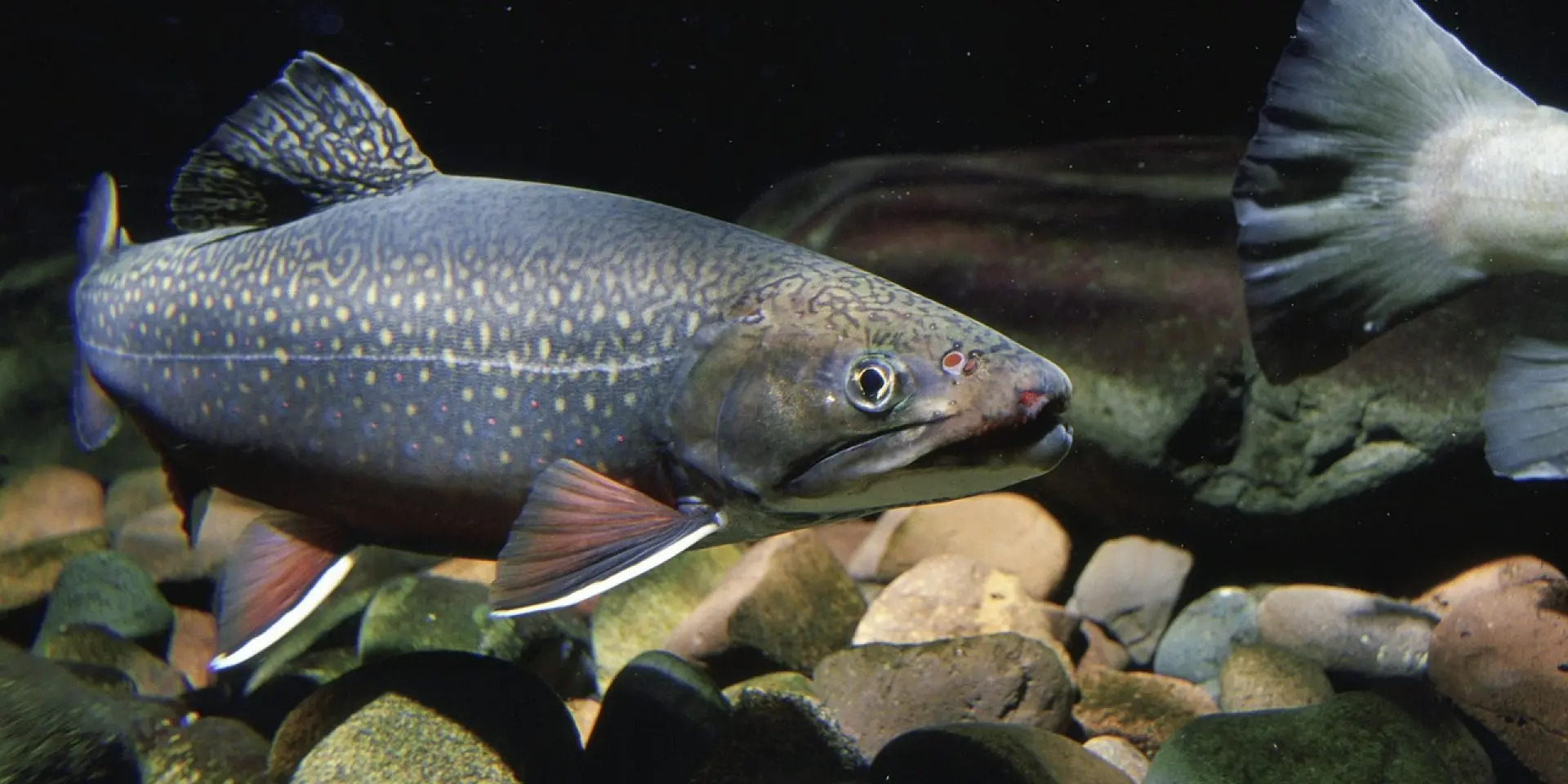 Fish 387160 1280.jpg