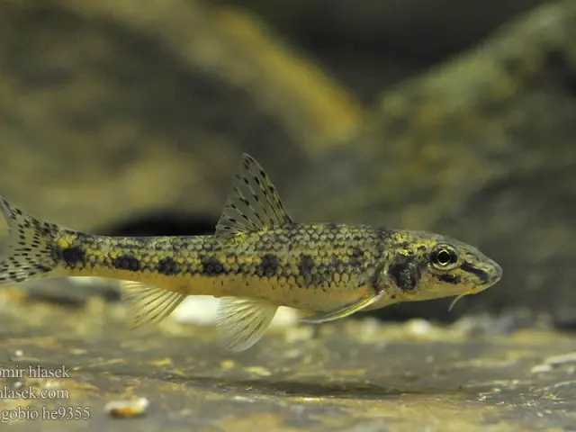 Gobio Gobio He9355.jpg