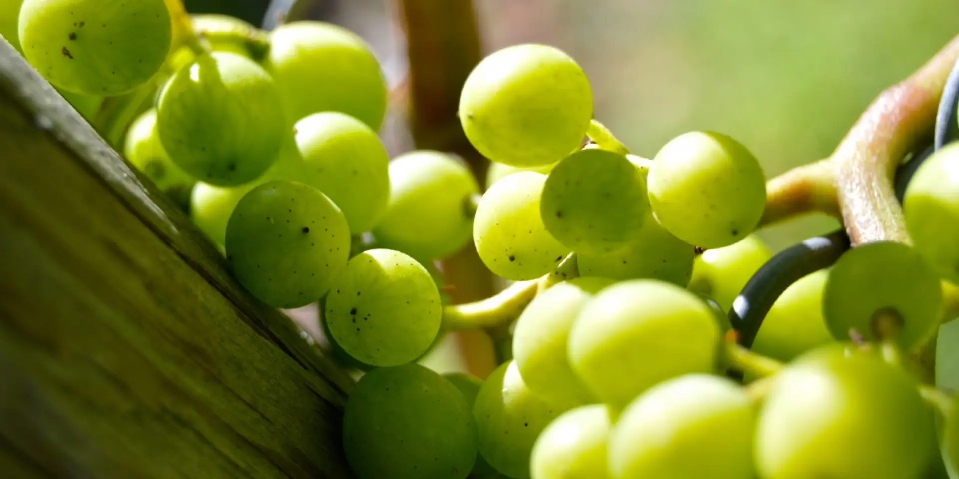 Grapes Henkel Grape Close Vine Vineyard Grapevine Green 537618.jpg