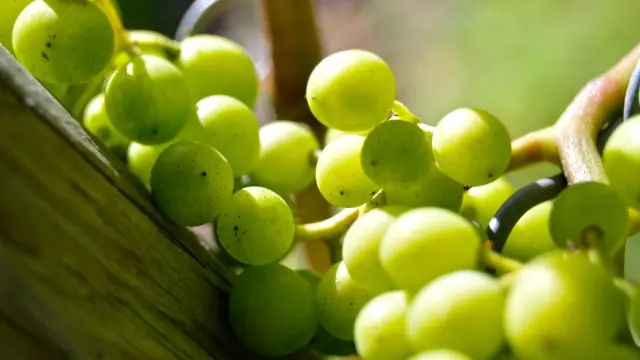 Grapes Henkel Grape Close Vine Vineyard Grapevine Green 537618.jpg
