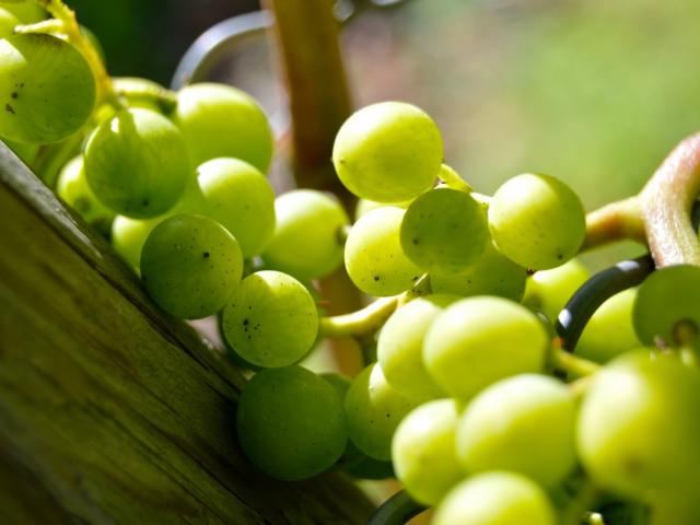 Grapes Henkel Grape Close Vine Vineyard Grapevine Green 537618.jpg