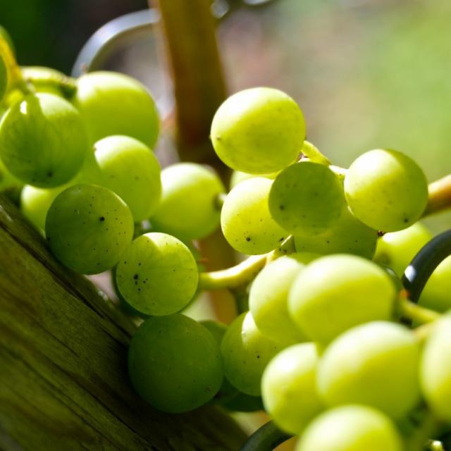Grapes Henkel Grape Close Vine Vineyard Grapevine Green 537618.jpg