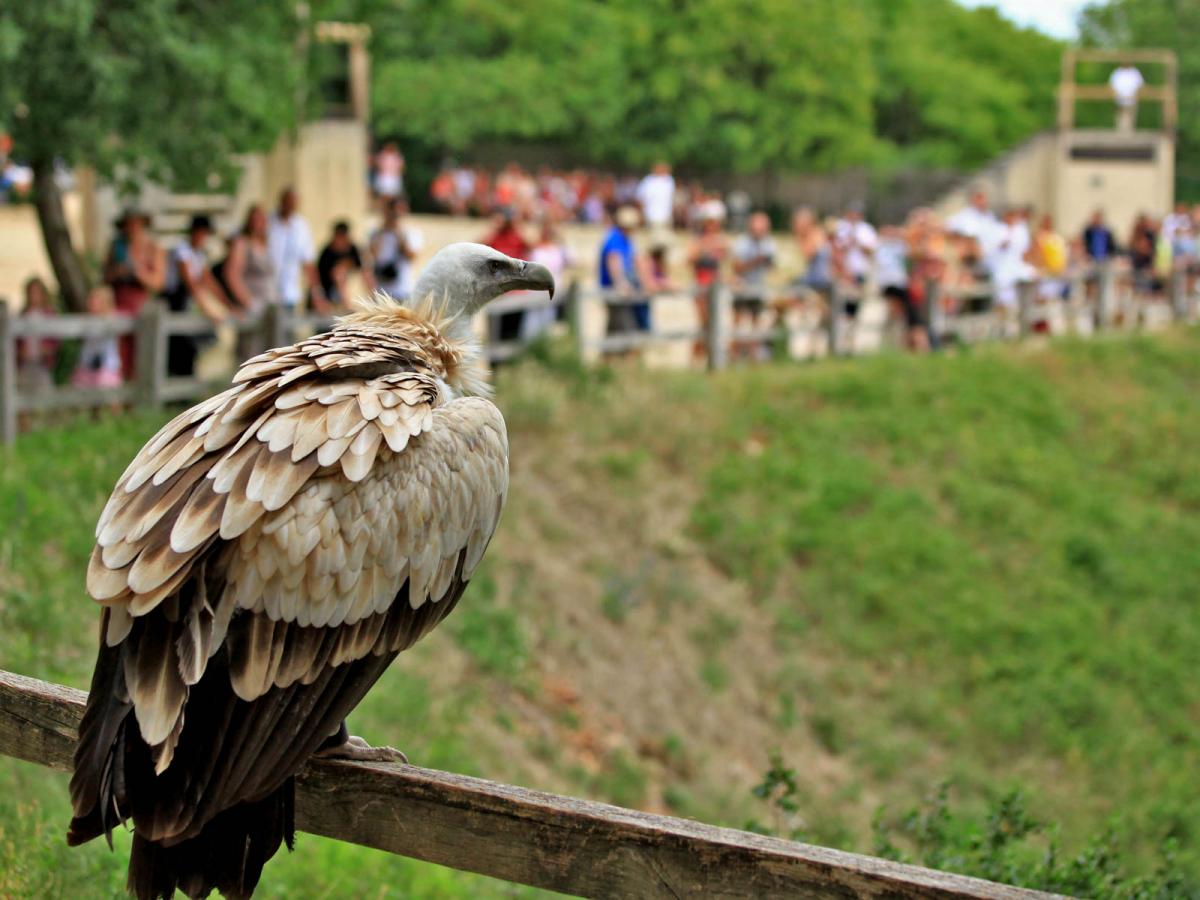 Le Rocher des Aigles Vallée de la Dordogne Tourisme Rocamadour