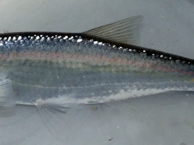 L Ablette 1515582787.jpg