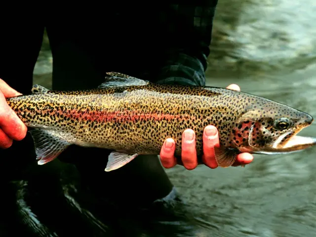 La Truite Arc En Ciel 1488465524.jpg