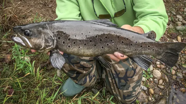 Truite Fario Dordogne