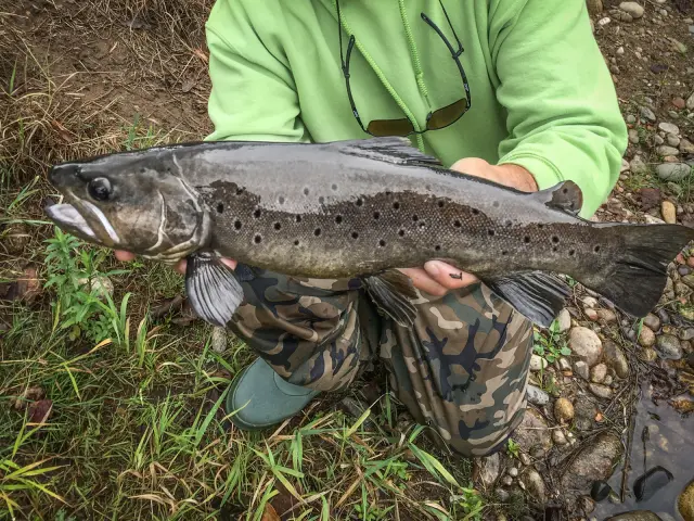 Truite Fario Dordogne