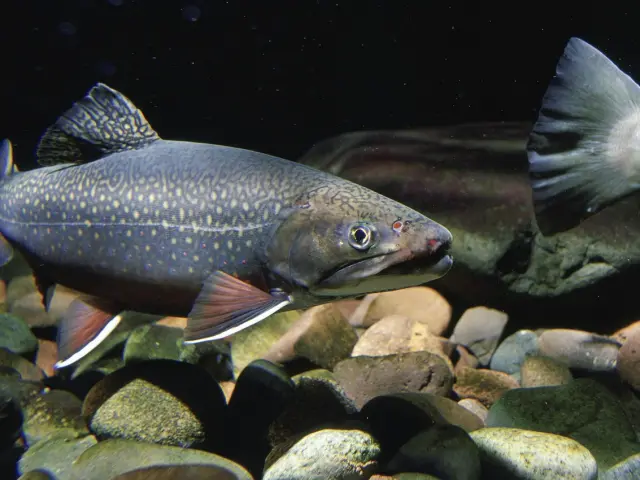 Le Saumon De Fontaine 1488469627.jpg