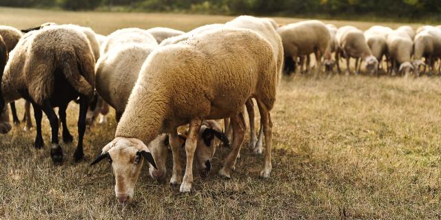 Moutons 759cotvd Cochise Ory.jpg