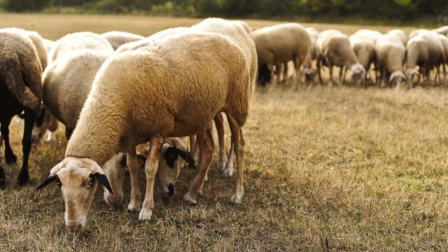 Moutons 759cotvd Cochise Ory.jpg