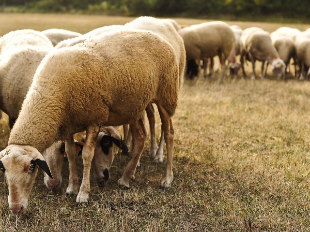 Moutons 759cotvd Cochise Ory.jpg