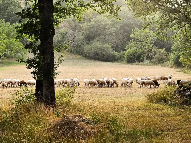 Pnr Causses Du Quercy Moutons Sur Le Causse.jpg