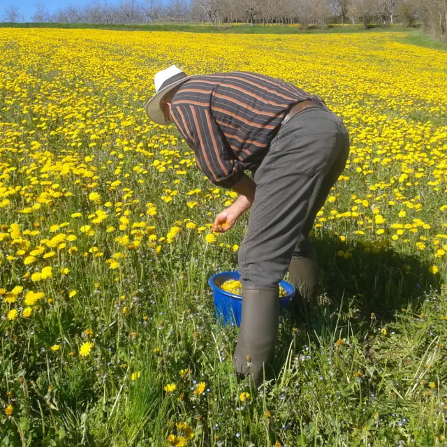 Recolte De Pissenlits.jpg